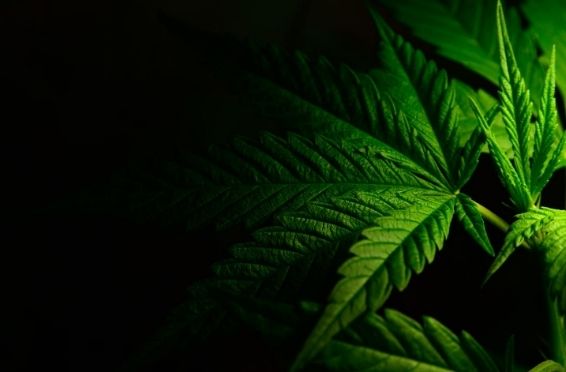 marijuana leaf on black background