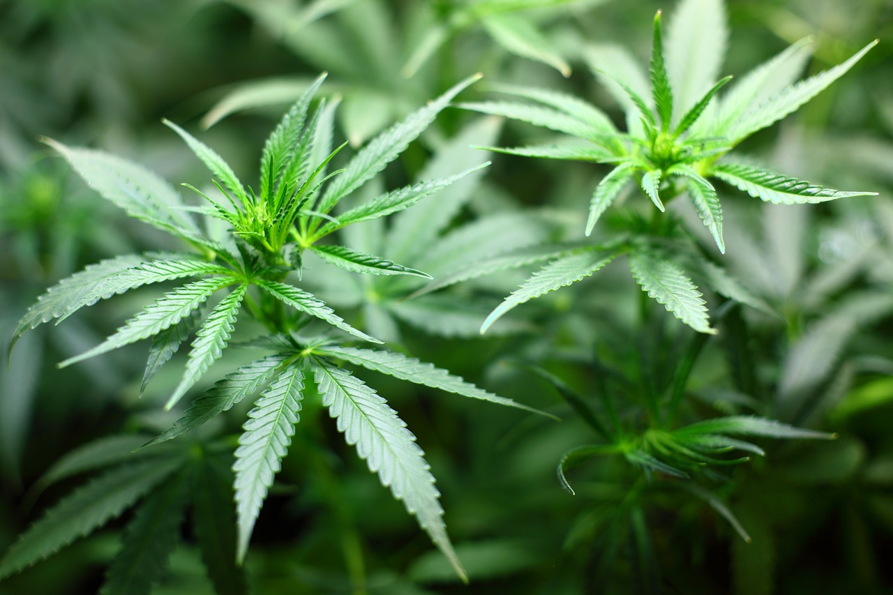marijuana leaves - fentanyl in marijuana concept